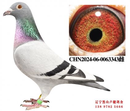 15.总教头直孙X天龙35名