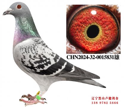 12.总教头直孙X宇航鸽王九名