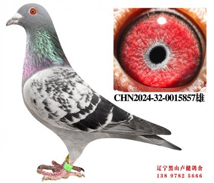 11.北京开创鸽王子代