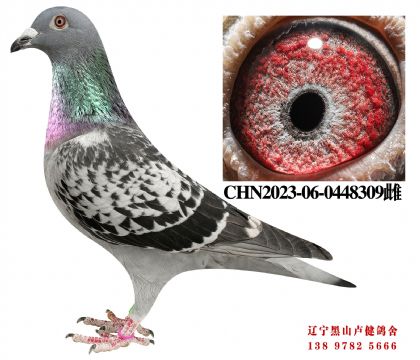 30.总教头58名孙X奶酪黄金配对直女