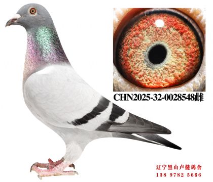 23.总教头奔驰小姐直子X总教头冠军号直女