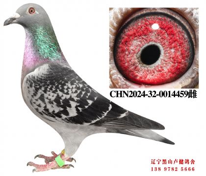 20.奶酪698冠军子代