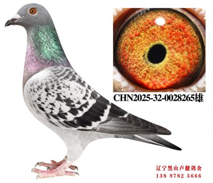 18.奶酪698冠军近亲