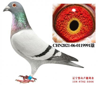 17.开尔85名X总教头奔驰小姐