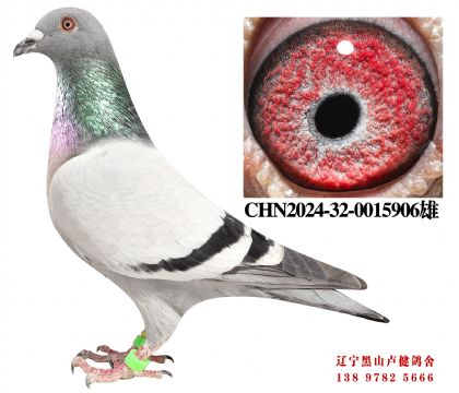 15.奶酪X总教头四关冠军直女