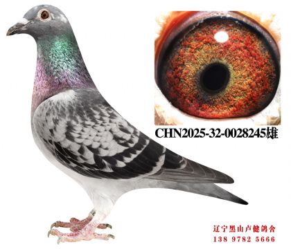 14.总教头一关季军X总教头58名孙女