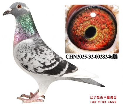 13.总教头一关季军X总教头58名孙女