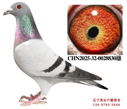 6.总教头十二万号直子X总教头奔驰小姐直女