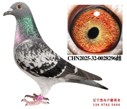 32.总教头四关鸽王四名X奶酪四关冠军母亲