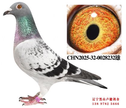 8.鲁迪直孙X开创鸽王