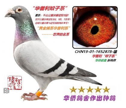 5��--ֱϵ�ɼ�:ǧɽ��������ھ�2��1652878