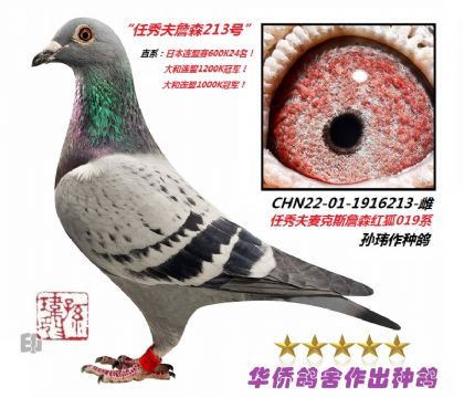 11��--ֱϵ�ɼ�:�ձ�������600K24��-1916213