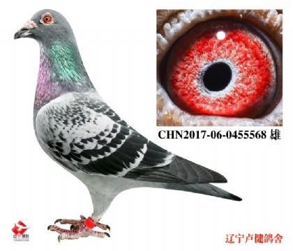 3.奶酪.本身名轩公棚四关鸽王7名