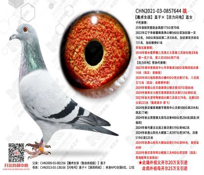 ħ��Ů��ֱ�ӡ���������ֱŮ