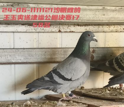 ����ˬ�ͽ�