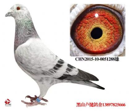 31.天津津福15名