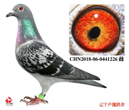 32.奶酪698冠军平辈.530公里64名