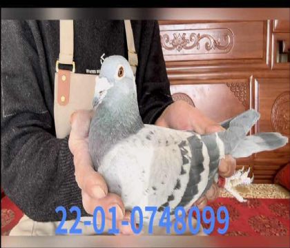 �����Ų���������8099