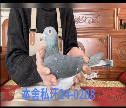 �����Ҳ�������ڽ�Ѫ��0288