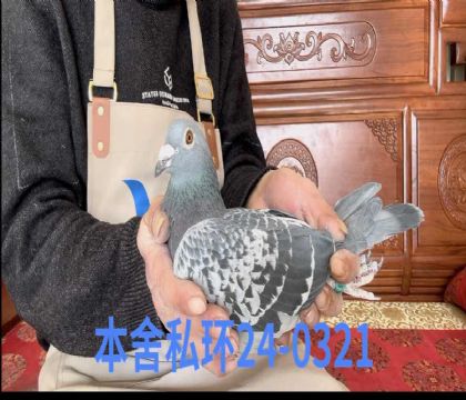 �����ض�ţȮǳ�ߴ�0321