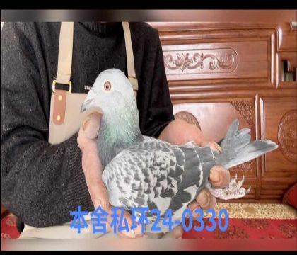 ���Ҵ�ͷ�ʲ����ش�0330