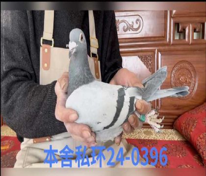 ����ƥ������Ů0396