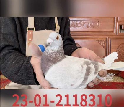 ��ɪֱ��8310