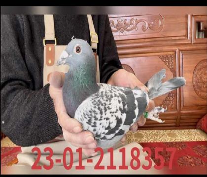 ���ض���Ѫ��8357