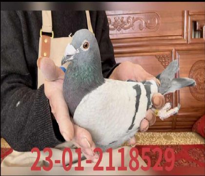 �����ؽ�Ѫ��8529