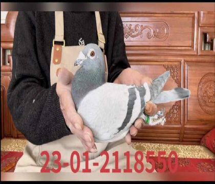 ��ɯ��Ѫ��8550