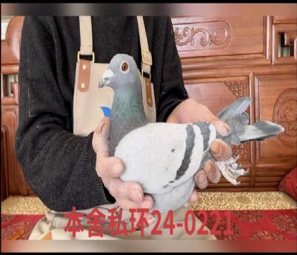 ����������ֱ��0221