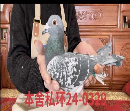 �ұȶ���ɯ0329