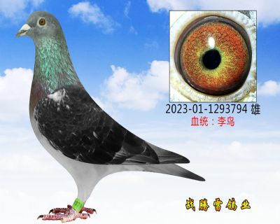 ��Ѫ ��������