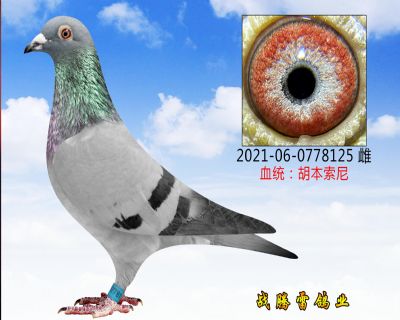 ���������Ѫ�ִ�