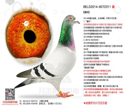 1����-6072311