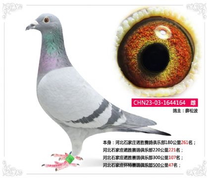 �ӱ�ʯ��ׯ����������ֲ�500����47��   ��	