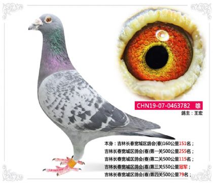 ���ֳ������������(��)������550����ھ�   ��	