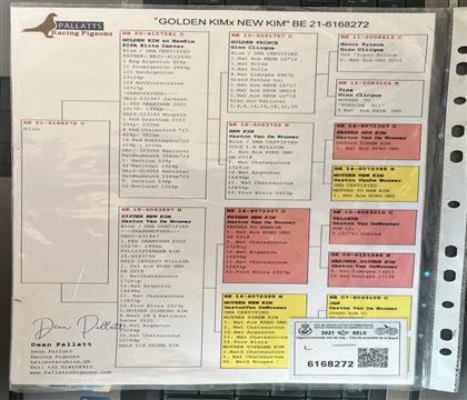 ԭ��Ѫͳ����뷢��