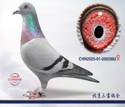 5.����С�ӻ�Ѫ.2002982