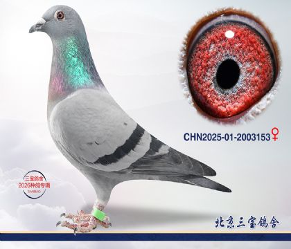 4.����x����Ѫϵ.2003153