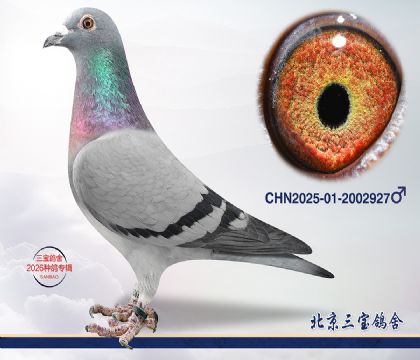 7.����С�ӽ�Ѫ.2002927