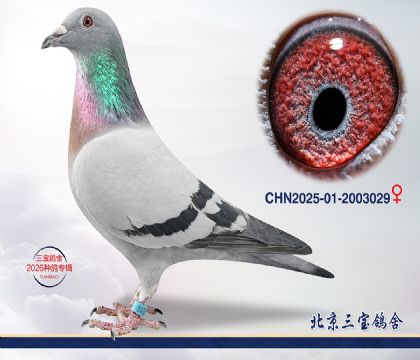 8.���Խ�Ѫ.2003029