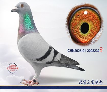 9.����С�ӽ�Ѫ.2003232