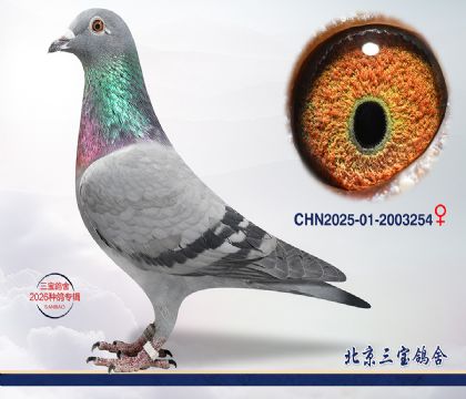 11.����С�ӽ�Ѫ.2003254