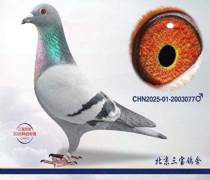 13.�°���ƥ��ƽ�����.2003077