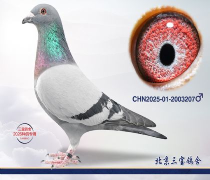 7.����x����Ѫϵ.2003207