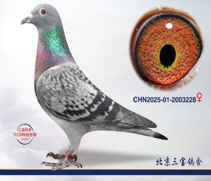 8.Ӣ��˹��Ѫ.2003228