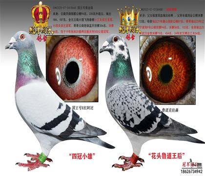 ��ĸ��Ƭ����