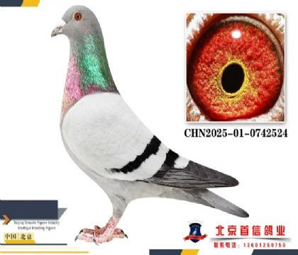 ����ԭ���Ӵ�524