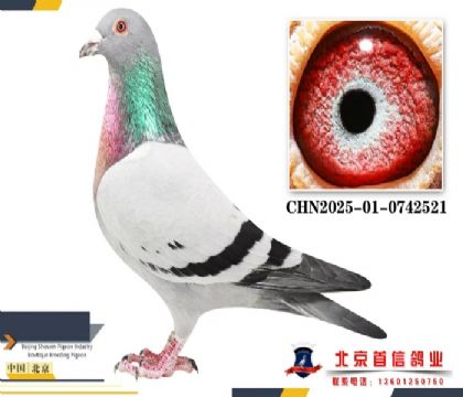 �����Ҳ�Ĭ��521